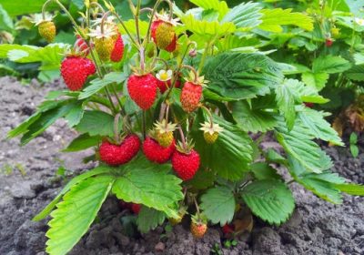 9 tips for fruit plants in your garden