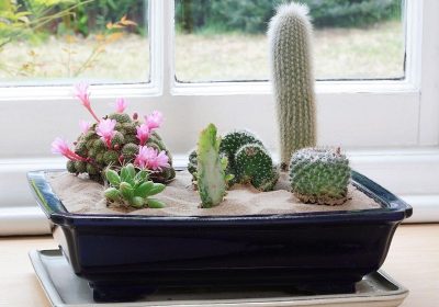 Spectacular cactus decoration Ideas for house