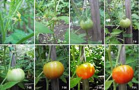 How to pollinate tomatoes