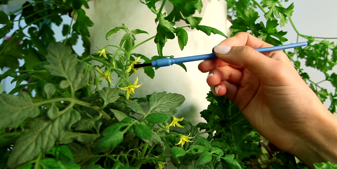 How to pollinate tomatoes