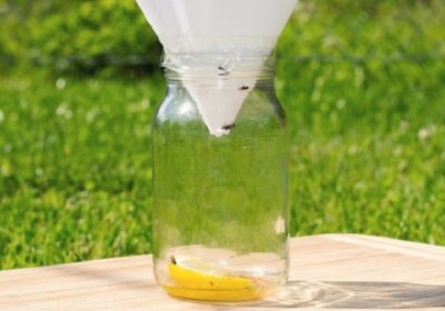 How to get rid of flies with homemade fly killer