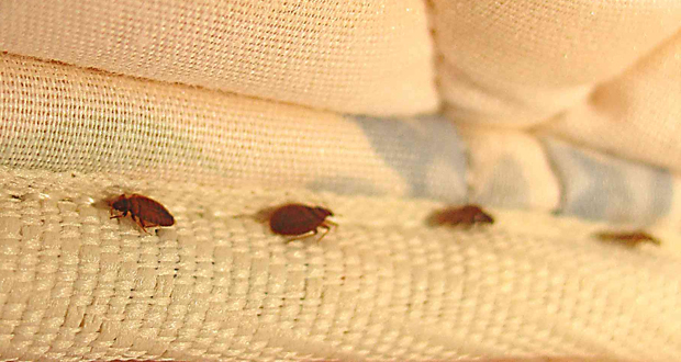 how to get rid of bed bugs naturally and fast