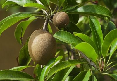 How to Grow Kiwi Plant in Your Garden and Take Proper Care