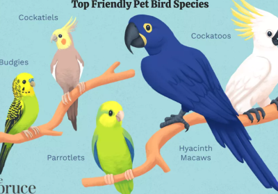 Deciding on the perfect pet for your family