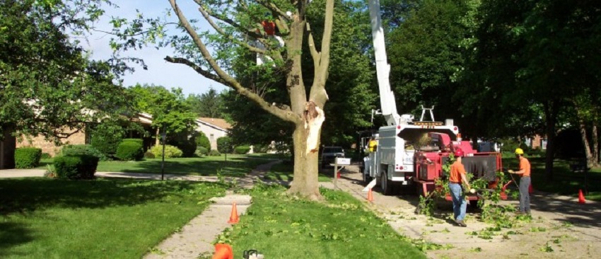 Tree Removal Is Necessary for Your Property