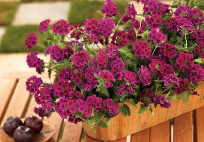 Verbena Care: Tips for Growing and Maintaining