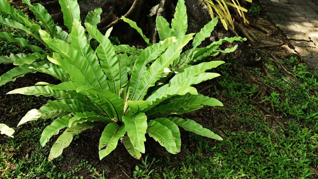 Selecting and Planting Crispy Wave Ferns