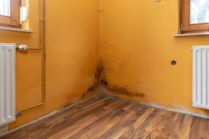 How expensive is getting rid of mold