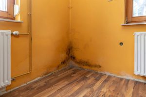 What is the proper way to remediate mold