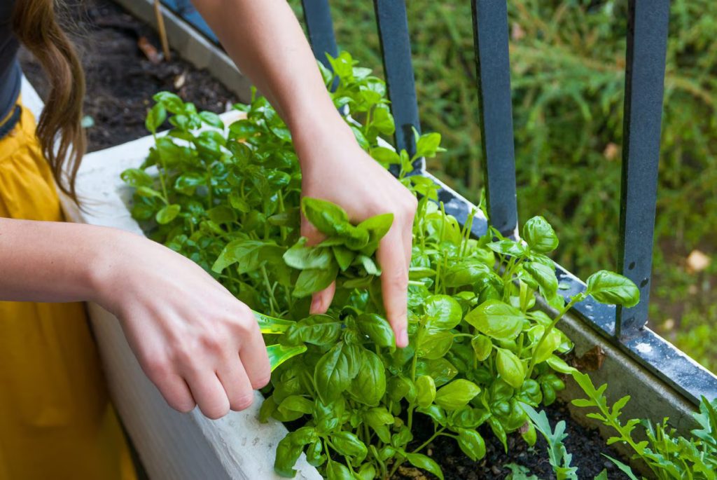 How do you pick basil leaves so it keeps growing?
