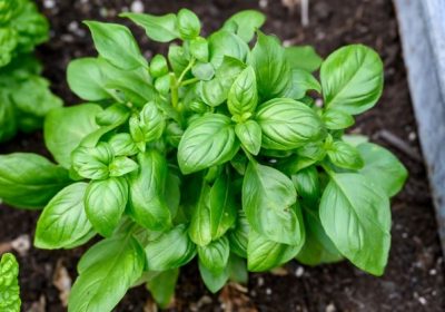 How to Harvest Basil: A Guide to Bountiful Harvests & Healthy Plants