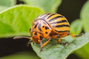What is the best spray for potato beetles?