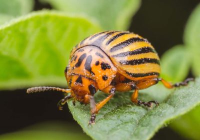 How to Win the Battle Against Garden Pests: A Comprehensive Guide for Plant Lovers