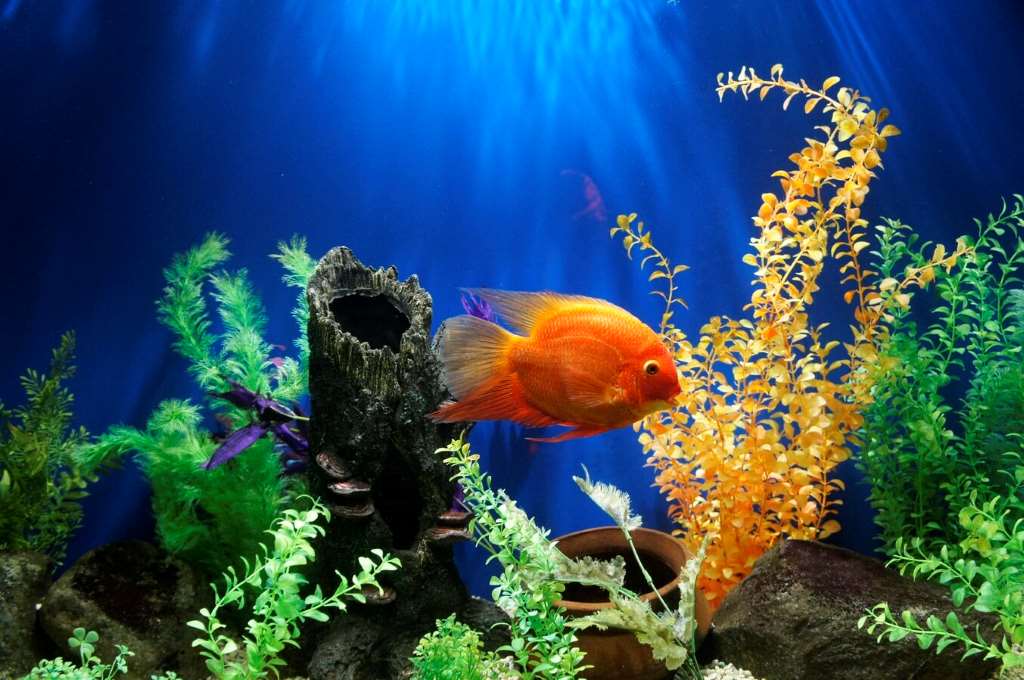 What are the 5 steps to cycling a new aquarium