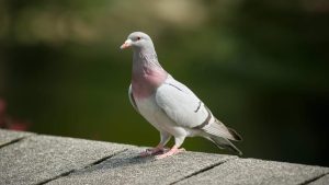 How to Get Rid of Pigeons on Your Roof