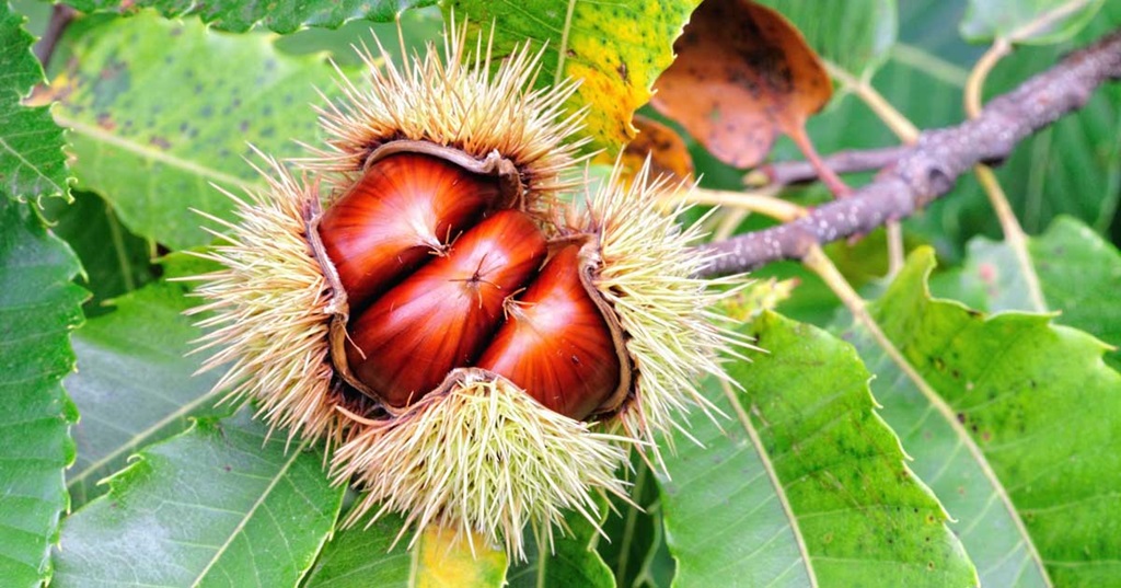 Can I plant a chestnut and grow a tree?