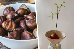 How do you grow chestnuts at home?