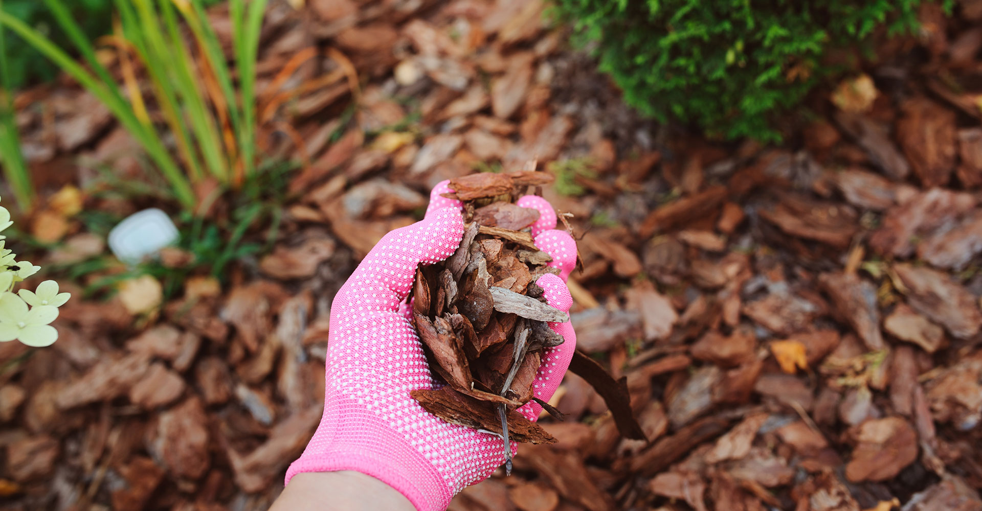 Protecting Your Garden in the January