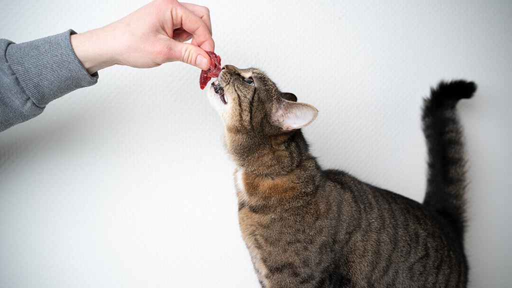 How to Transition a Senior Cat to a Raw Food Diet Safely