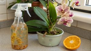 Homemade Citrus Peel Spray for Scale Insects on Orchids