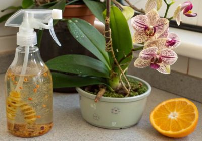 Homemade Citrus Peel Spray for Scale Insects on Orchids