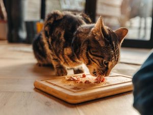 How do I switch my cat to a raw diet?