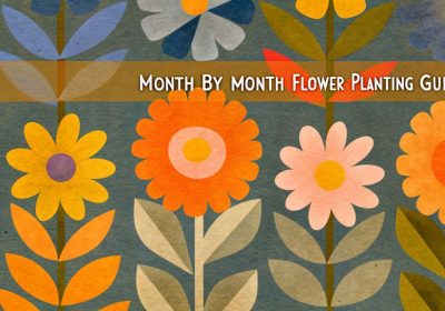 New to Gardening? A Simple Month by Month Flower Planting Guide